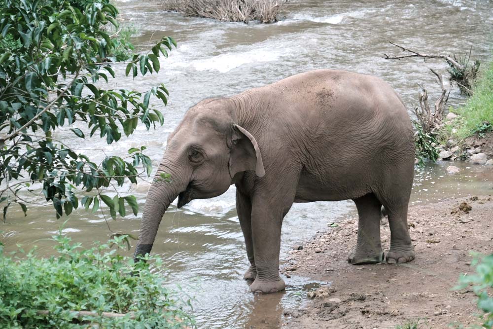 เที่ยวแม่แจ่ม, เชียงใหม่, ปางช้าง, เที่ยวชุมชน, ท่องเที่ยวชุมชน