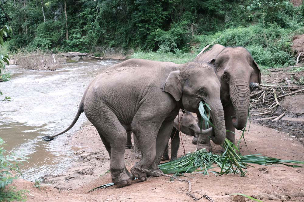 เที่ยวแม่แจ่ม, เชียงใหม่, ปางช้าง, เที่ยวชุมชน, ท่องเที่ยวชุมชน