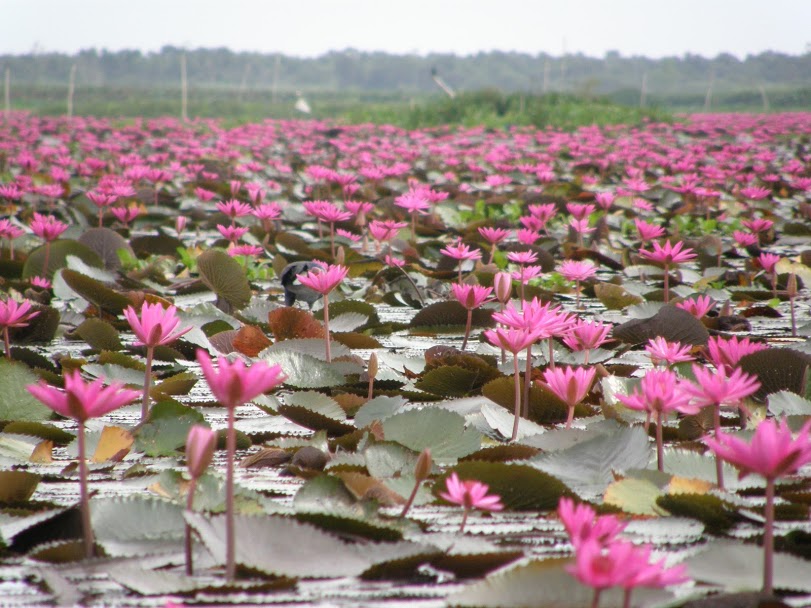 ทะเลน้อย, สางขลา, ทะเลสาบสงขลา, ทุ่งบัวแดงทะเลน้อย, แรสซาร์ไซต์, พื้นที่ชุ่มน้ำ, พื้นที่ชุ่มน้ำของไทย