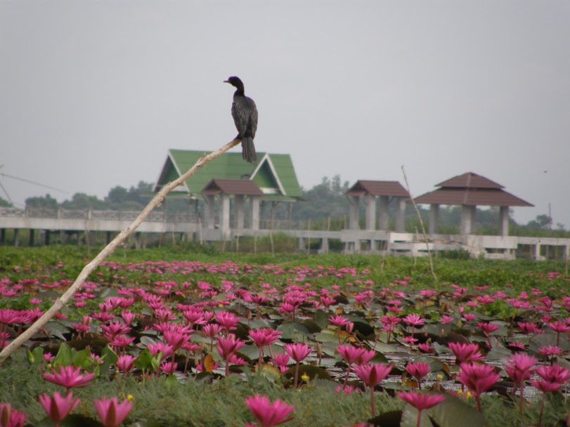 ทะเลน้อย, สางขลา, ทะเลสาบสงขลา, ทุ่งบัวแดงทะเลน้อย, แรสซาร์ไซต์, พื้นที่ชุ่มน้ำ, พื้นที่ชุ่มน้ำของไทย
