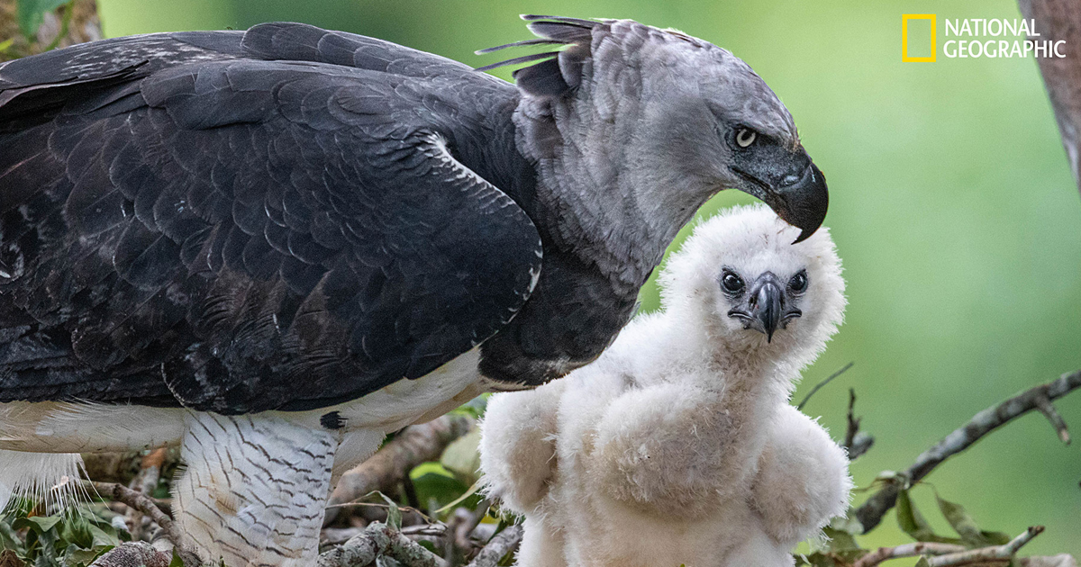 นกอินทรีฮาร์ปี : พิทักษ์เจ้าเวหาป่าแอมะซอน