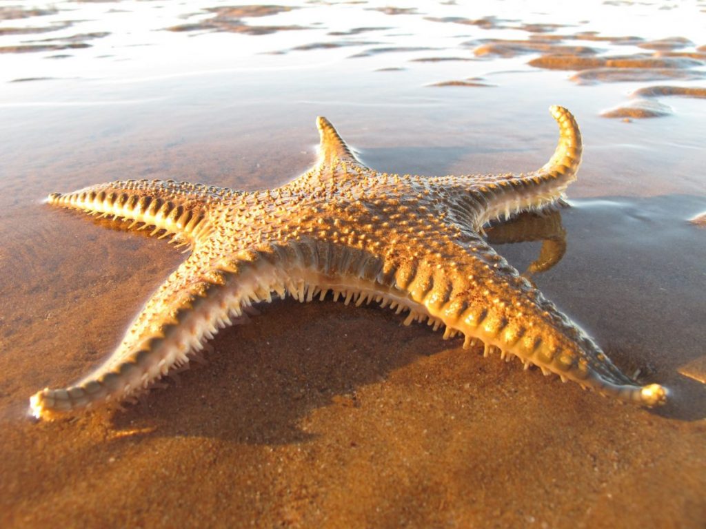 การเคลื่อนที่ของสิ่งมีชีวิต สิ่งมีชีวิต สปีชีย์ 