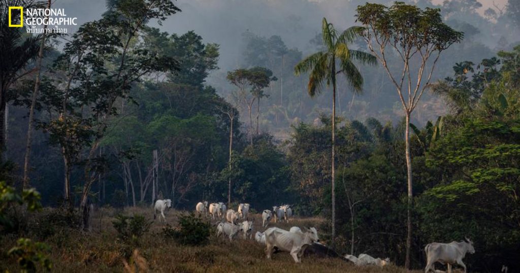พื้นที่ธรรมชาติ, ปศุสัตว์