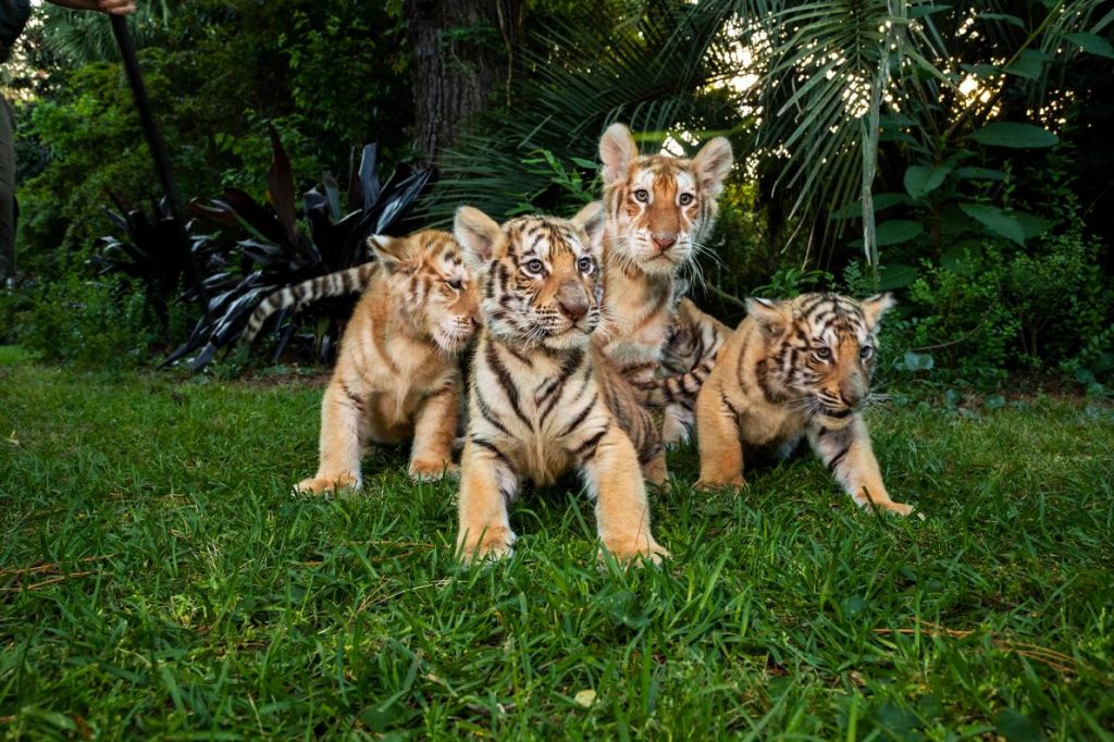 ไลเกอร์, เรื่องราวดีๆ, สัตว์ป่า