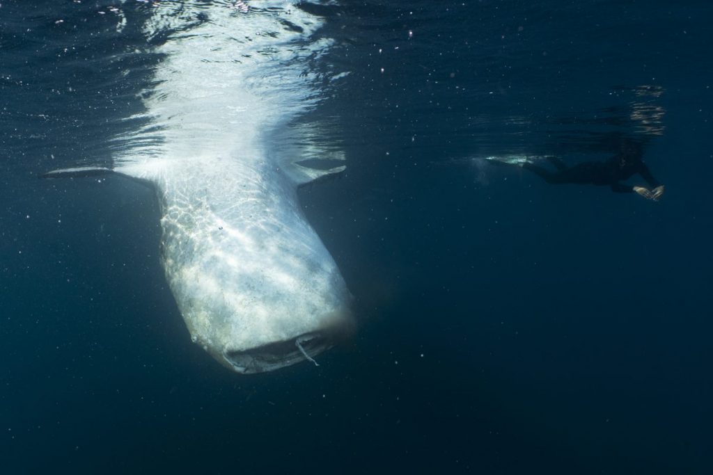 ฉลามวาฬ