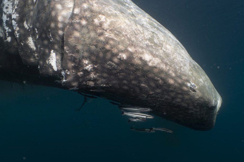 ฉลามวาฬ