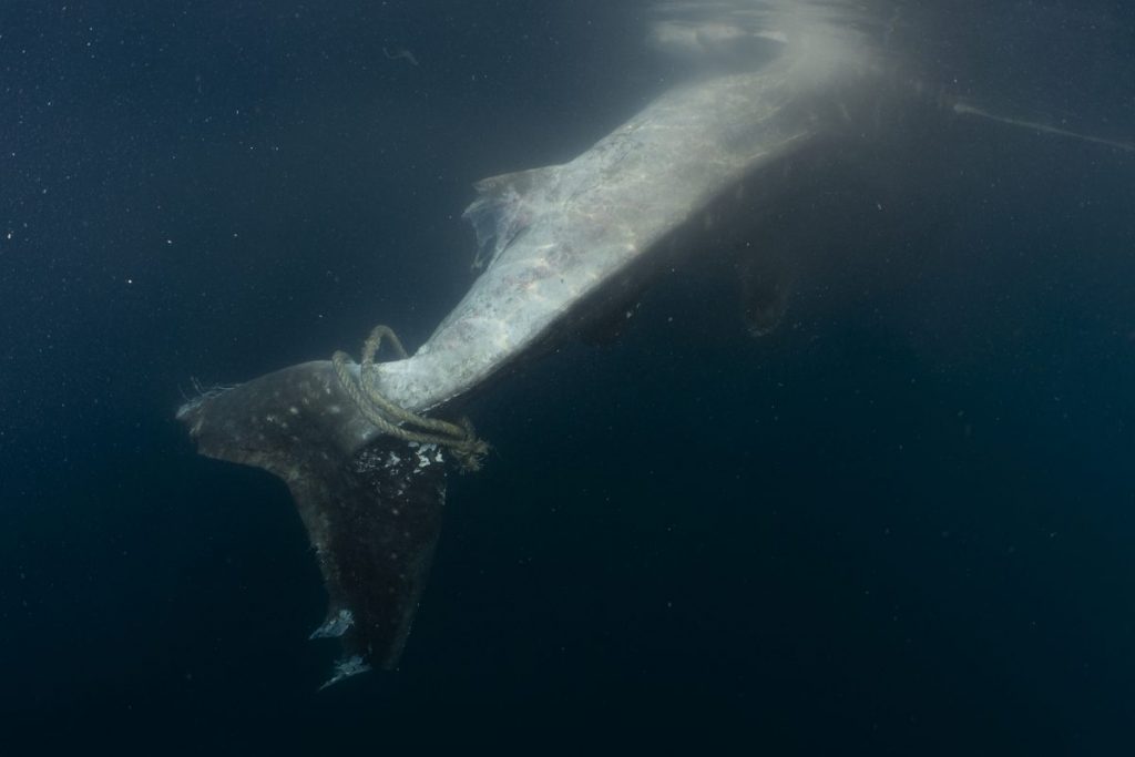 ฉลามวาฬ