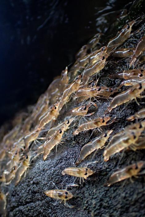 กุ้งพาเหรด, กุ้งเดินพาเหรด, กุ้งน้ำจืด, กุ้งฝอย, ปรากฏการณ์ทางธรรมชาติ, สัตว์น้ำ, พฤติกรรมสัตว์, นักวิจัยไทย