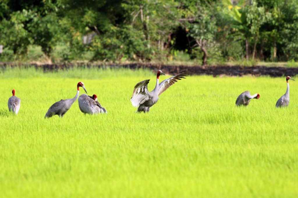 นกกระเรียน, นกกระเรียนพันธุ์ไทย, อนุรักษ์, บุรีรัมย์