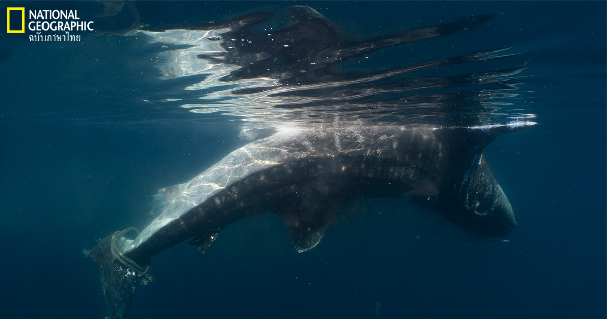 สถานการณ์ทะเลไทย: ใครฆ่า ฉลามวาฬ