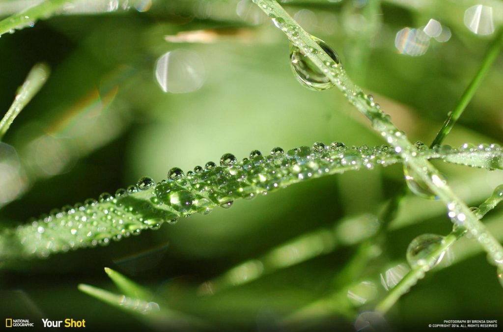 การลำเลียงสารของพืช