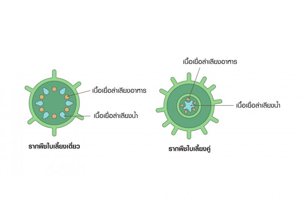 การลำเลียงสารของพืช