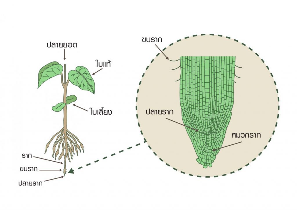 การลำเลียงสารของพืช