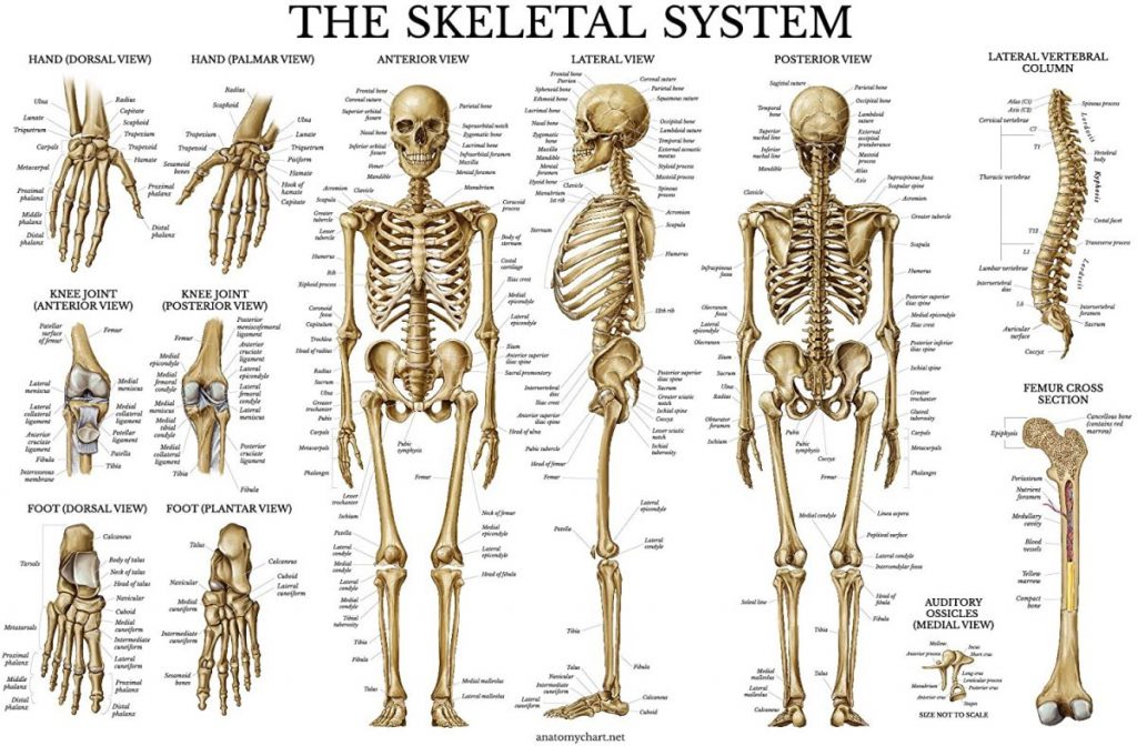 ระบบกระดูก, ระบบโครงร่าง