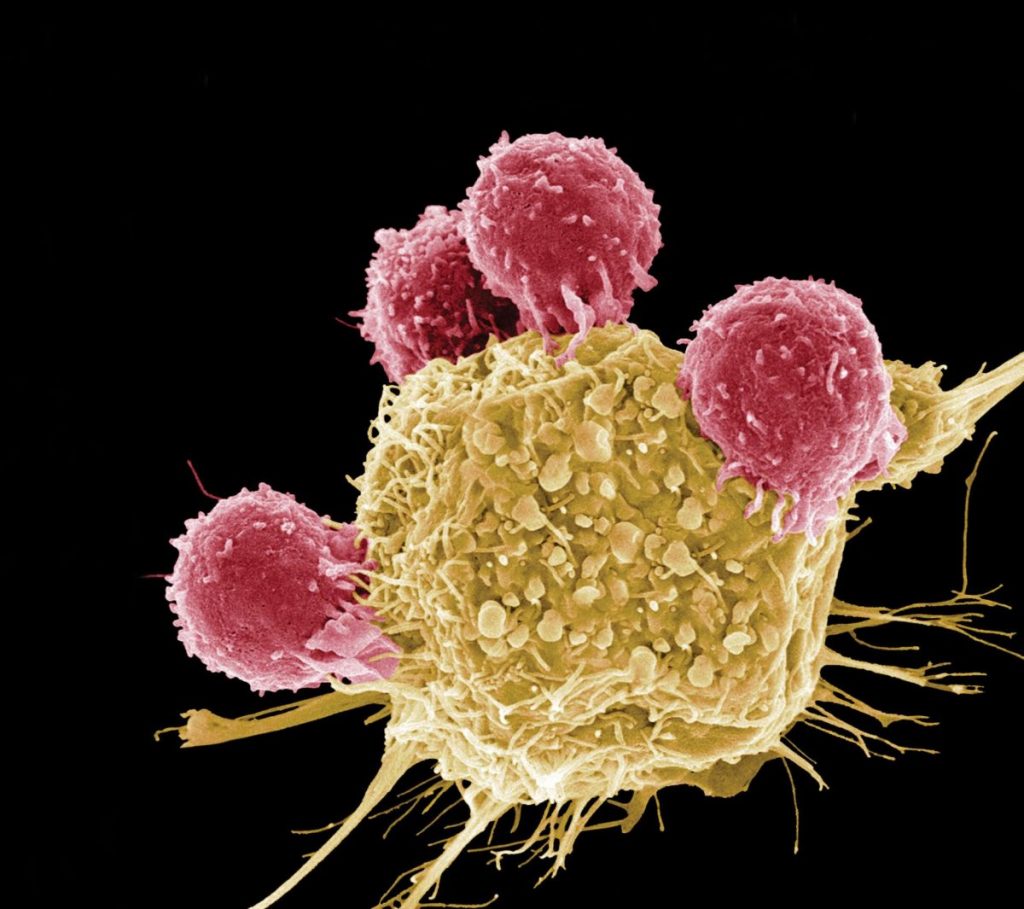ระบบภูมิคุ้มกัน (Immune System)