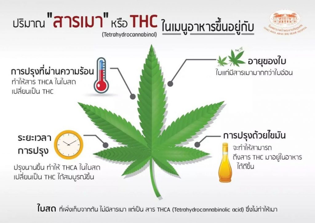 มาชิมกัญ, เมนูกัญชา, อาหารจากกัญชา, การใช้กัญชาประกอบอาหาร, โรงพยาบาลเจ้าพระยาอภัยภูเบศร, ใบกัญชา