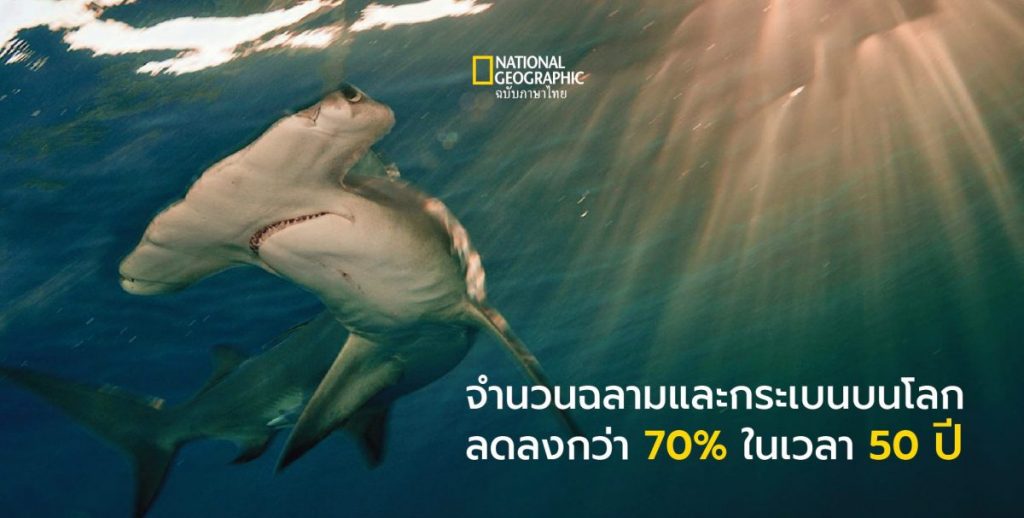 ฉลาม, ฉลามหัวค้อน, การสูญพันธุ์