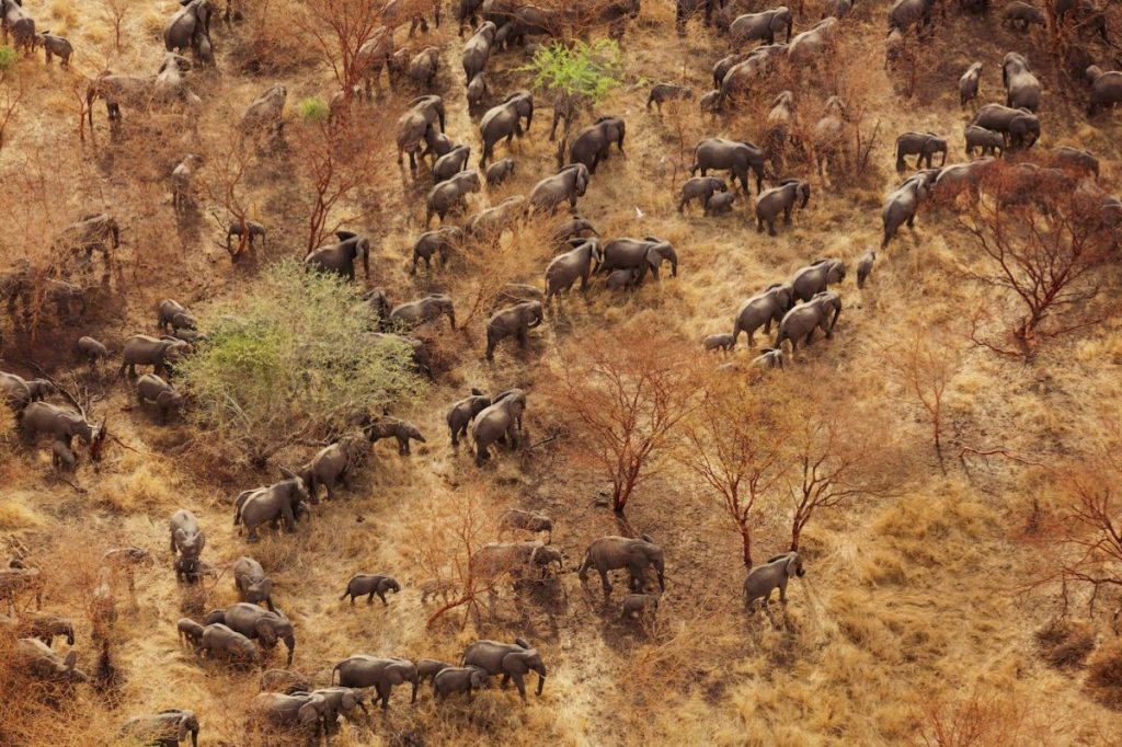 ช้างแอฟริกา