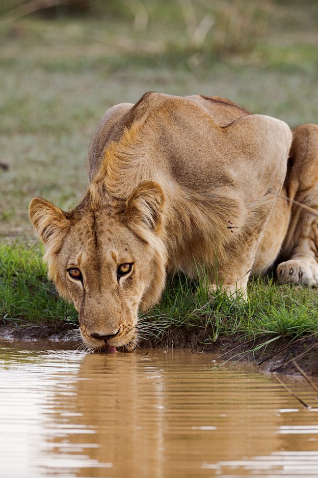 อุทยานแห่งชาติแอฟริกา, สิงโต