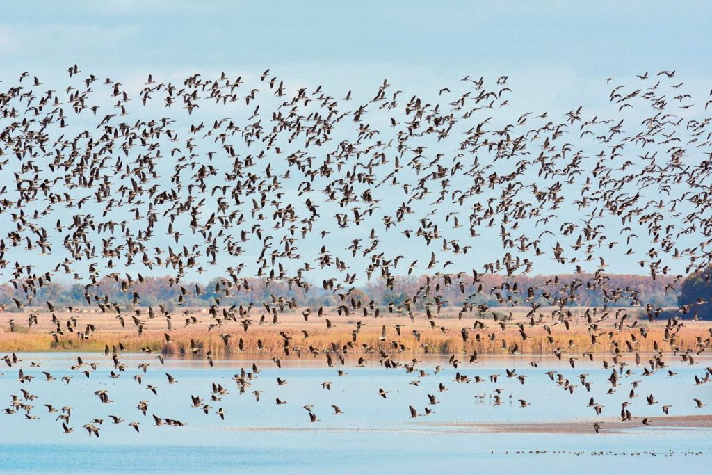 ฝูงห่าน, ฮังการี