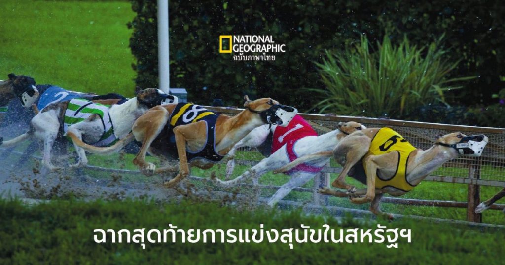 สุนัขเกรย์ฮาวนด์