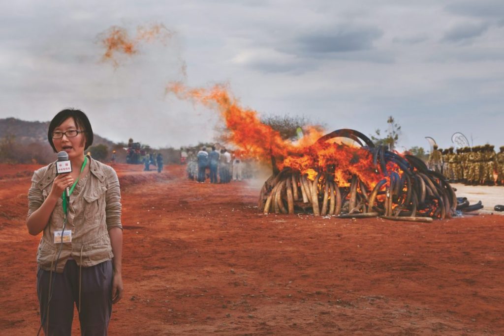 งาช้าง, ผู้สื่อข่าว, ข่าวจีน