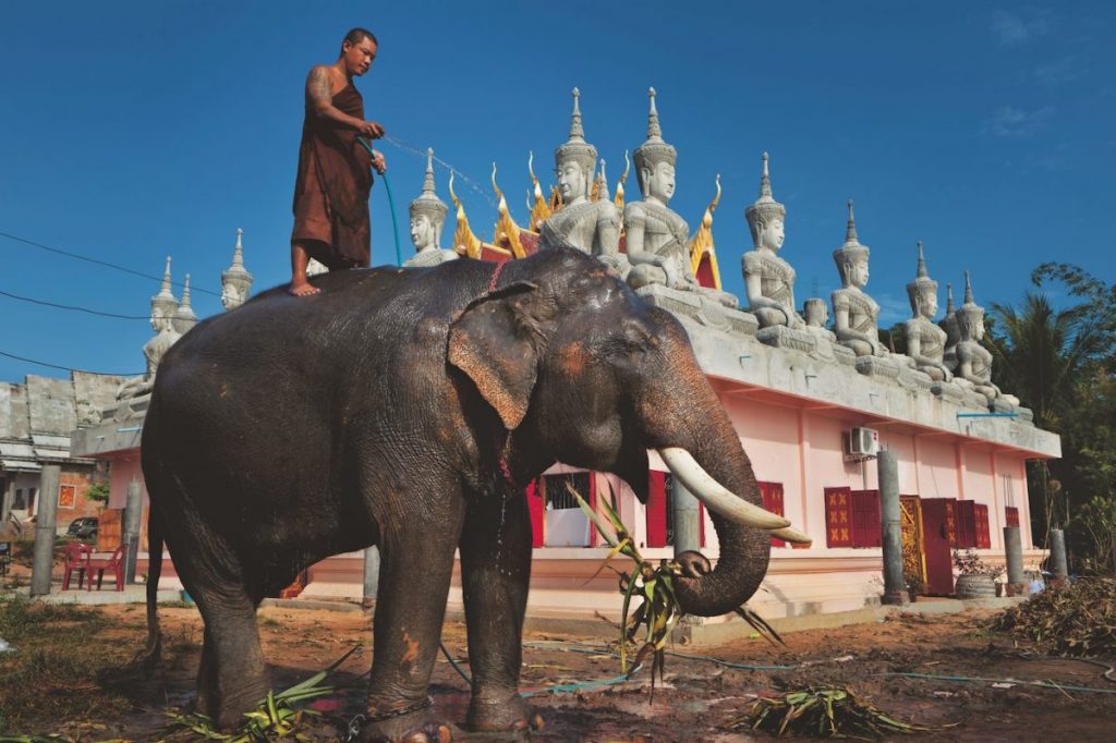 งาช้าง, หลวงปู่ช้าง