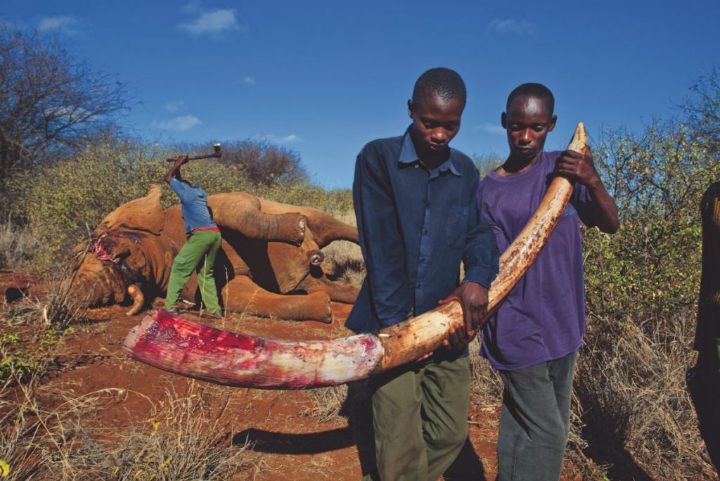 ล่าช้าง, ล่าสัตว์ แอฟริกา