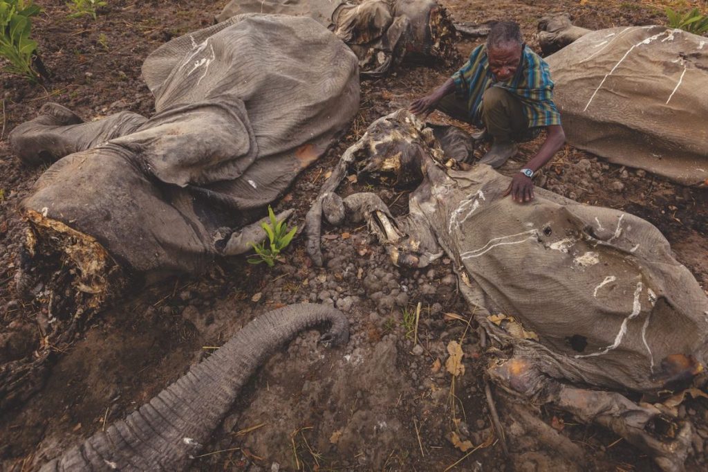 ซากสัตว์, ช้างแอฟริกา