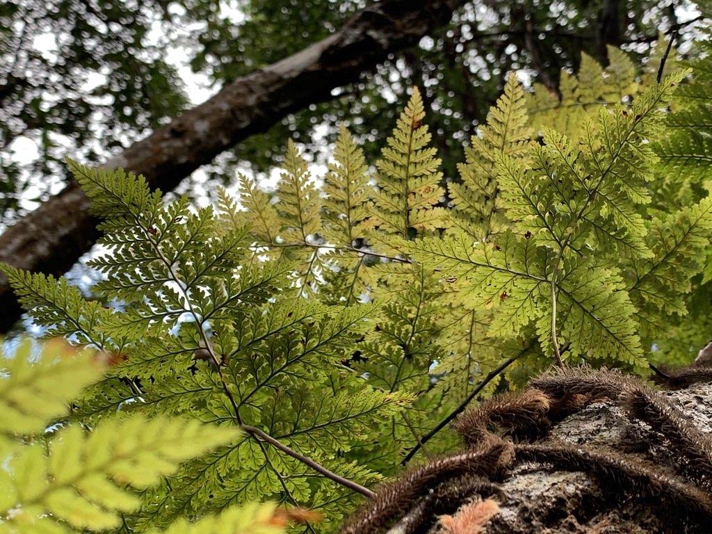 ดอยหลวง-ดอยหนอก