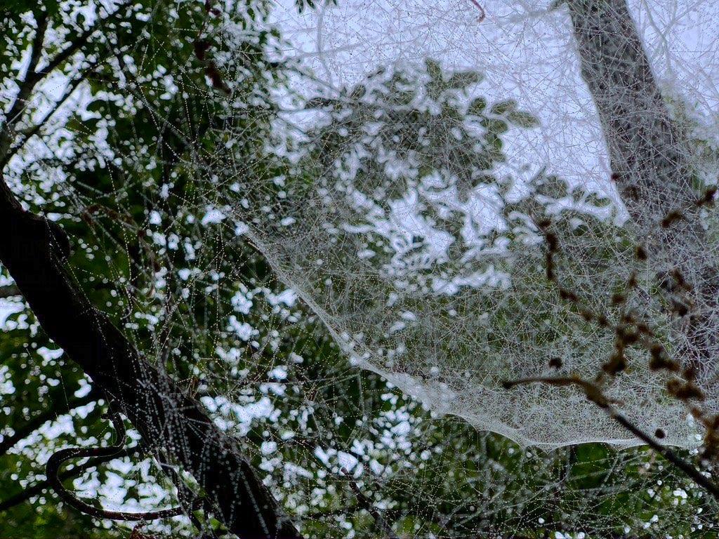 ดอยหลวง-ดอยหนอก