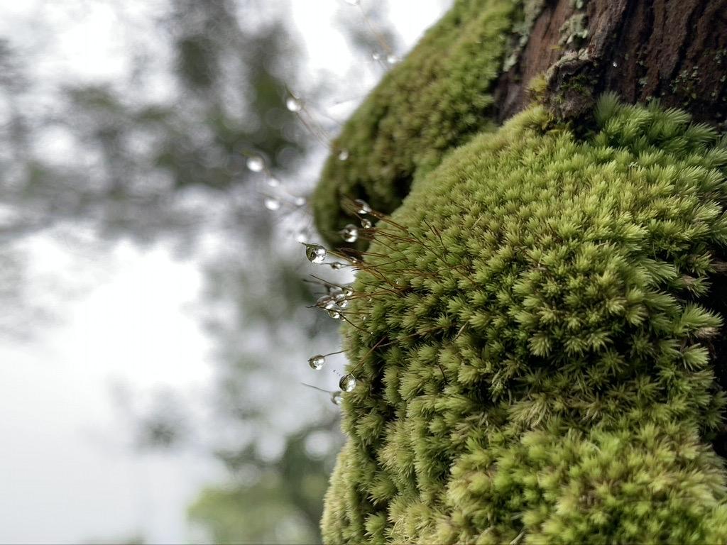 ดอยหลวง-ดอยหนอก