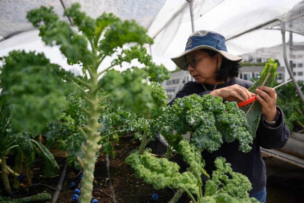 ขยะอาหาร. ขยะอินทรีย์, ขยะเปียก, การแยกขยะ, ปัญหาขยะ, wastegetable