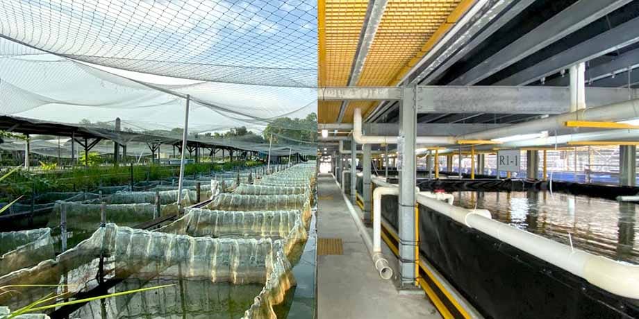 ฟาร์มปลา. เลี้ยงปลา, ประมง, สิงคโปร์, ฟาร์มเลี้ยงปลา, ปลาทะเล