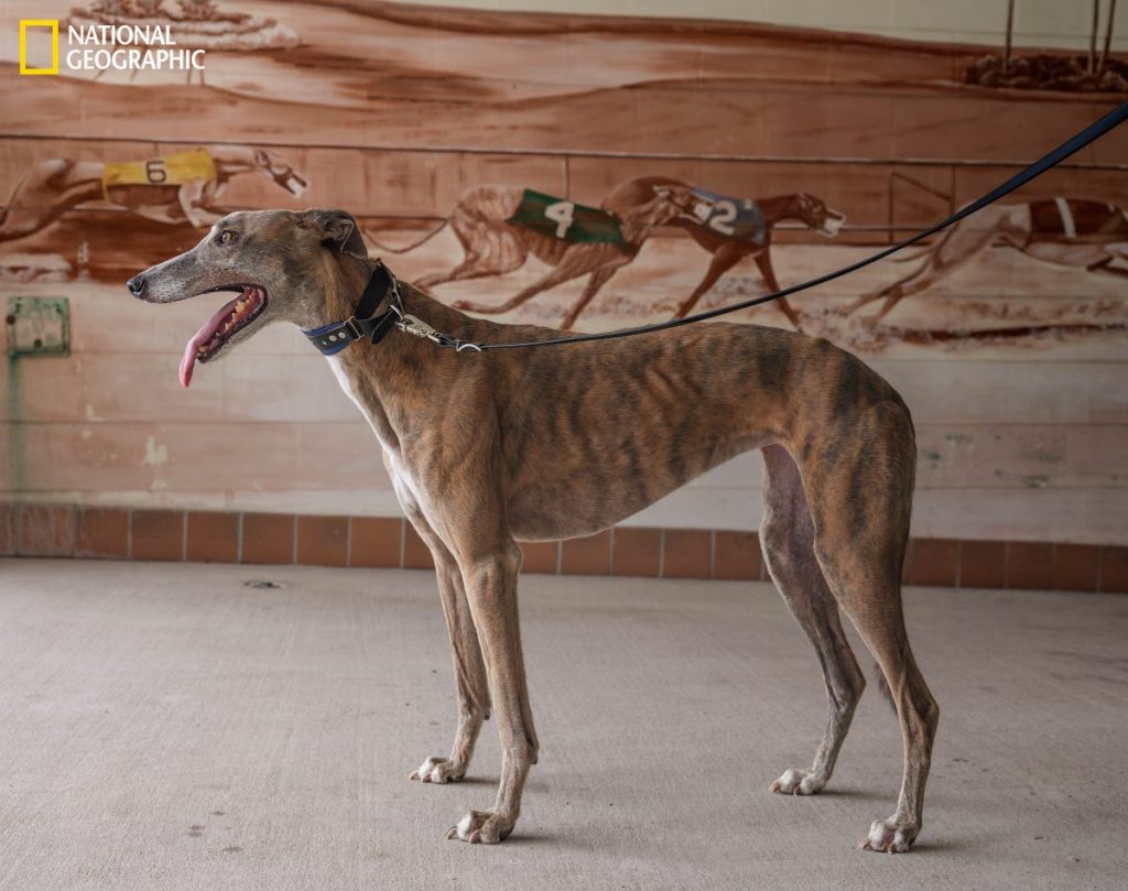 การแข่งสุนัข