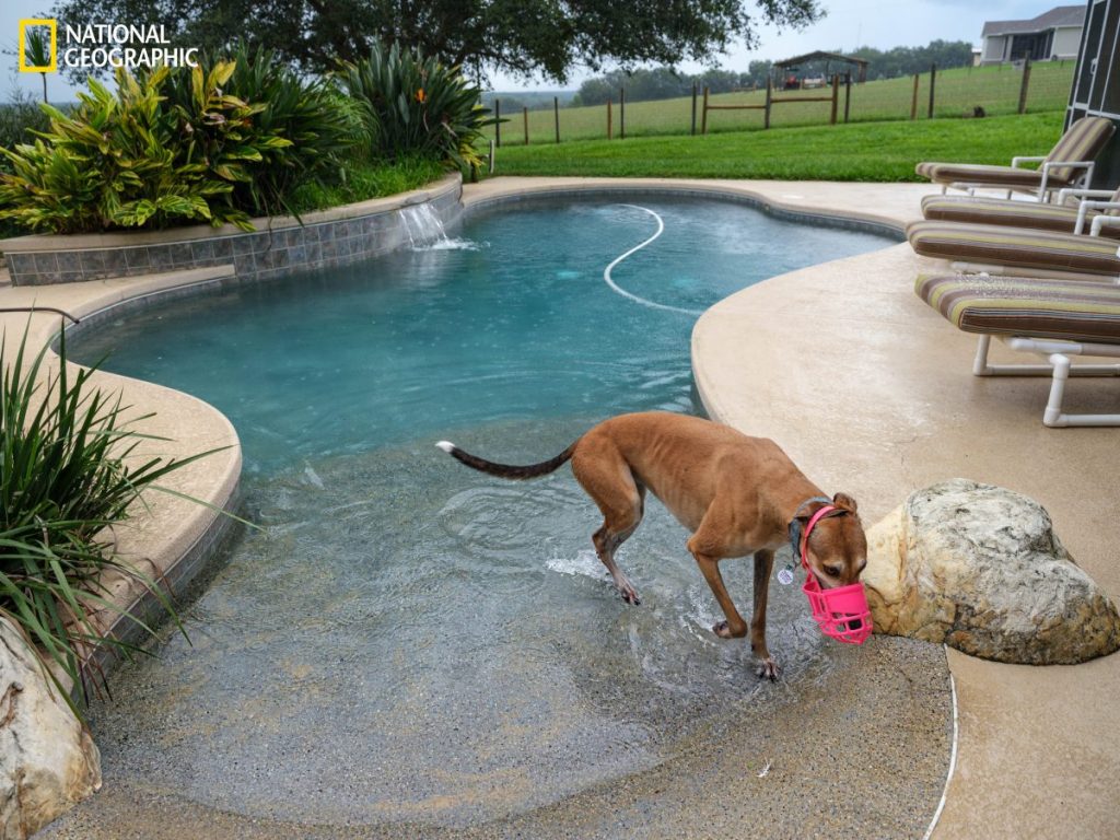 สุนัขเกรย์ฮาวนด์, ฟลอริดา