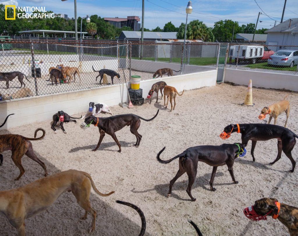 สุนัขเกรย์ฮาวนด์, การแข่งสุนัข