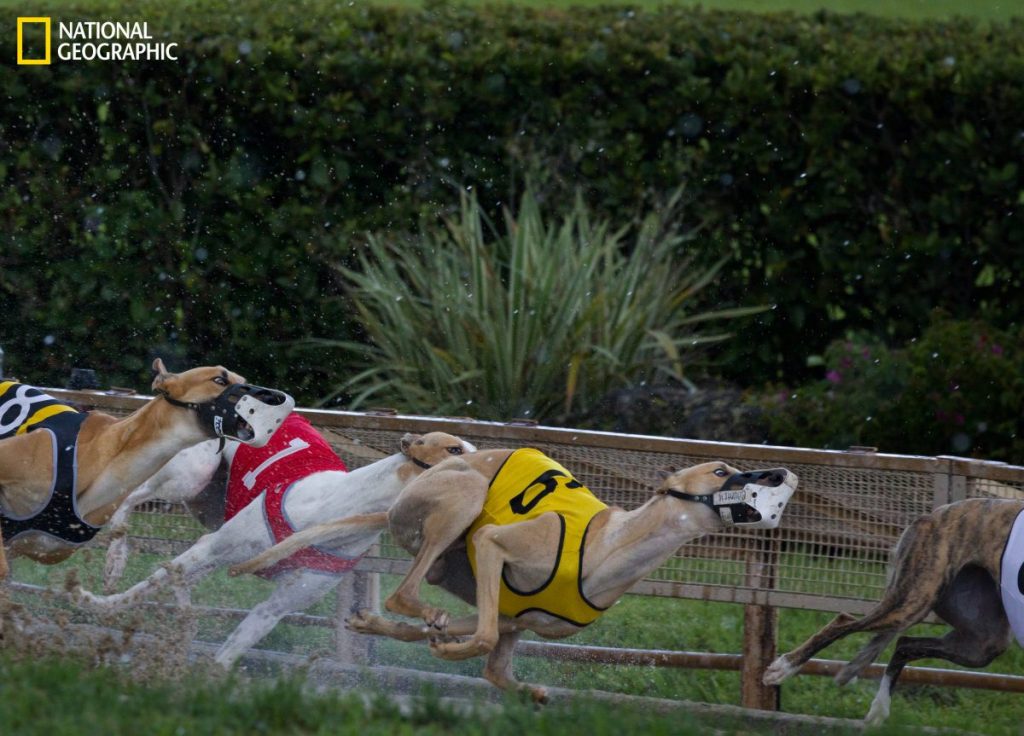 สุนัขเกรย์ฮาวนด์, การแข่งสุนัข