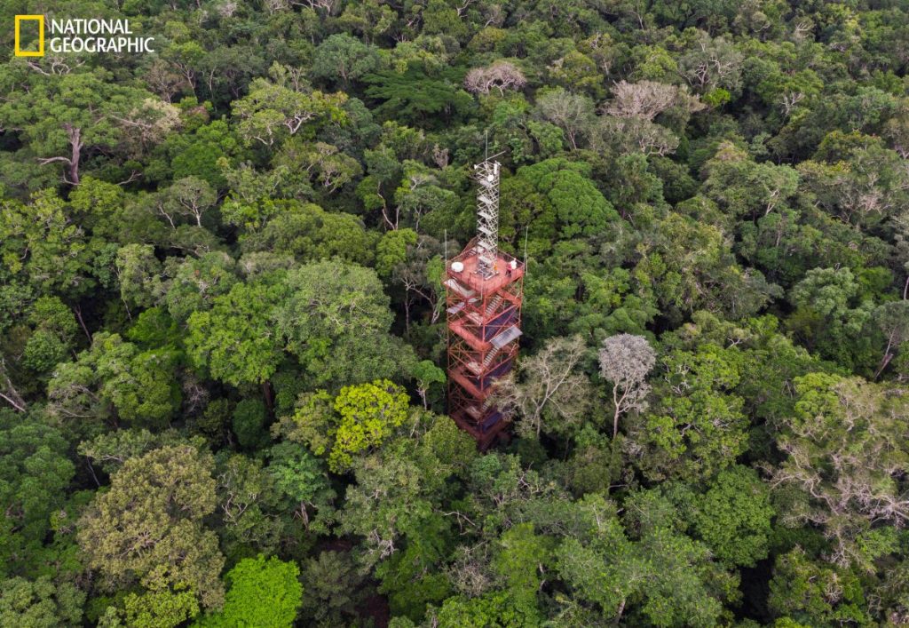 นักกีฏวิทยา, ป่าแอมะซอน, แมลง