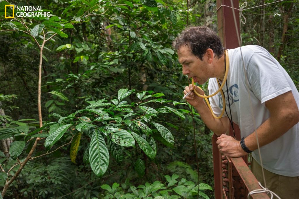 นักกีฏวิทยา, ป่าแอมะซอน