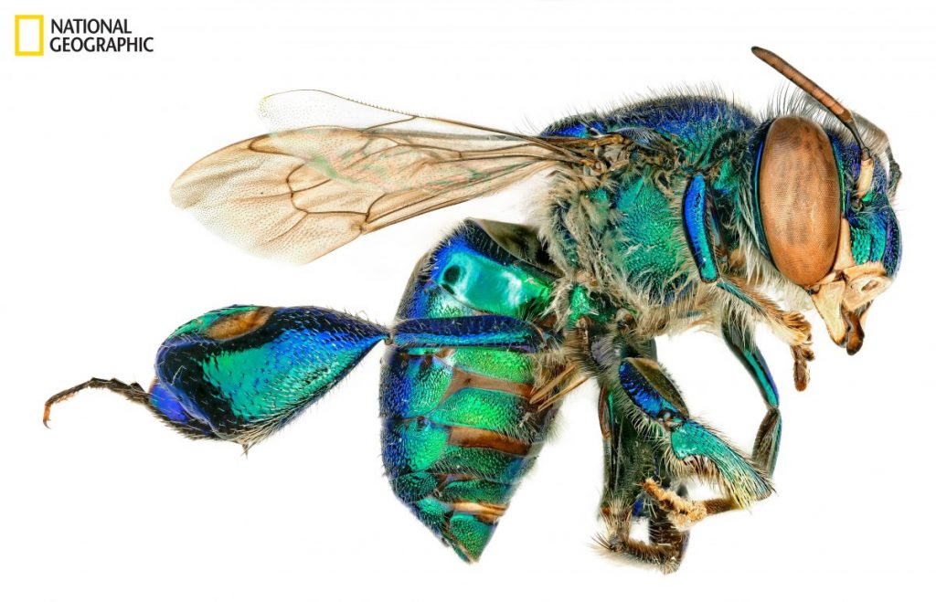 ผึ้ง, ผึ้งกล้วยไม้, ผึ้งน้ำหวาน