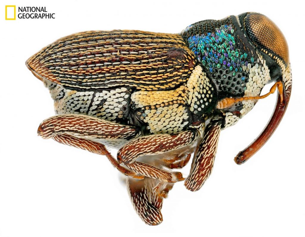 ด้วง, ป่าแอมะซอน