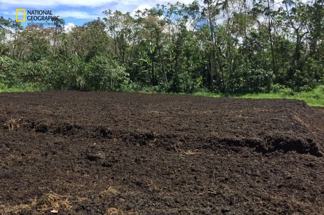 กาแฟ, กากกาแฟ, ของเสียจากกาแฟ, ไร่กาแฟ, การฟื้นฟูป่า, ขยะอาหาร, กระบวนการฟื้นฟูป่า 