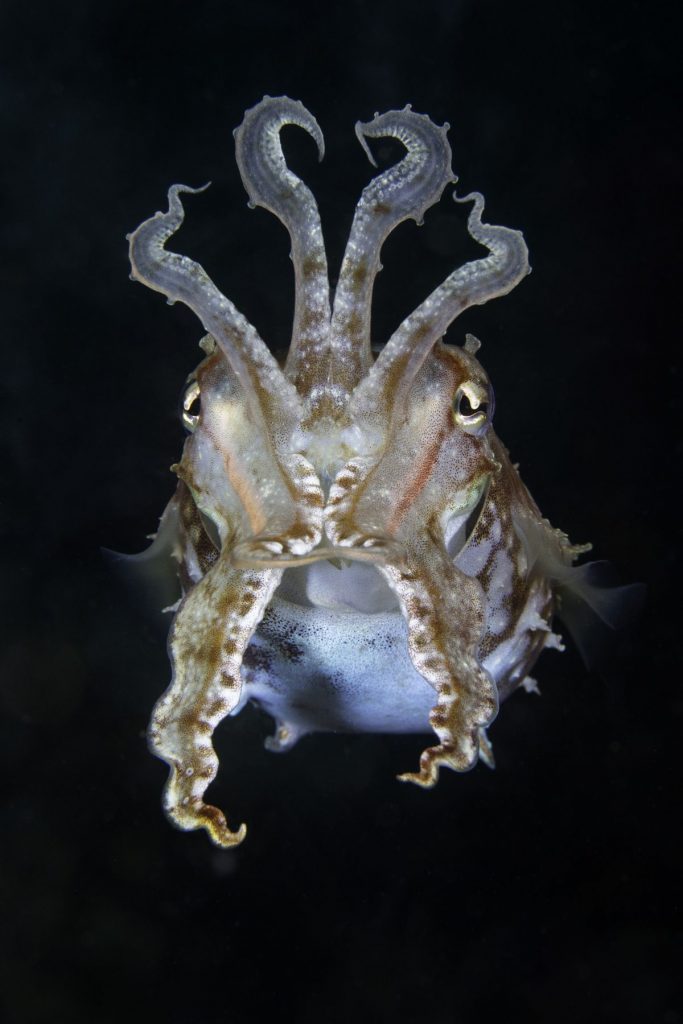 ปลาหมึก, หมึก