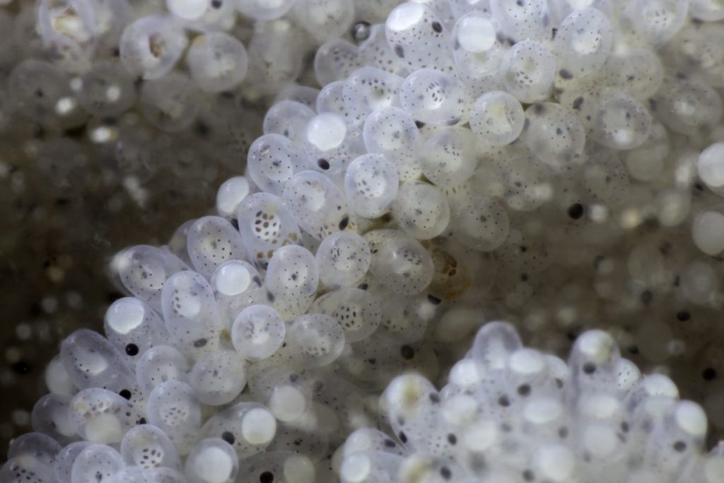 ปลาหมึก, หมึก