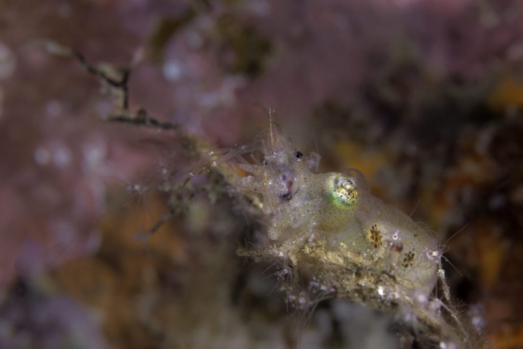 ปลาหมึก, หมึก