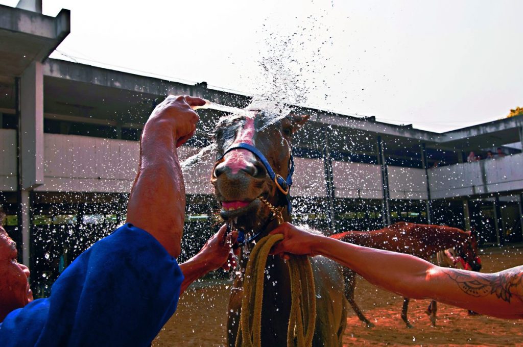 ม้าแข่ง, อาชา