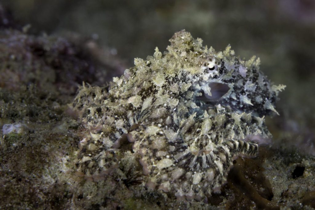 ปลาหมึก, หมึก