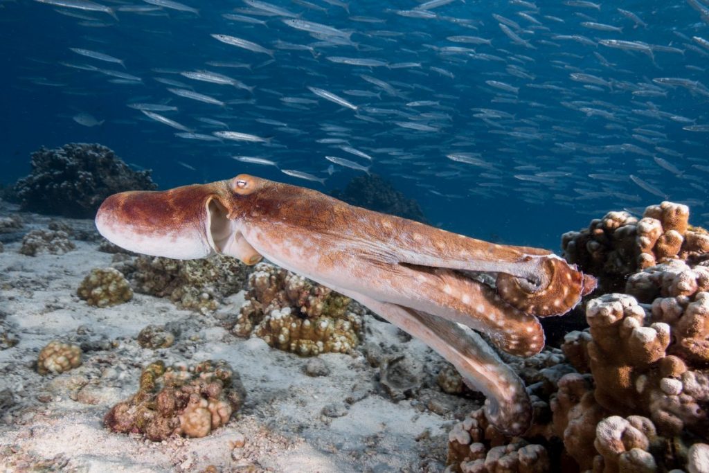 ปลาหมึก, หมึก