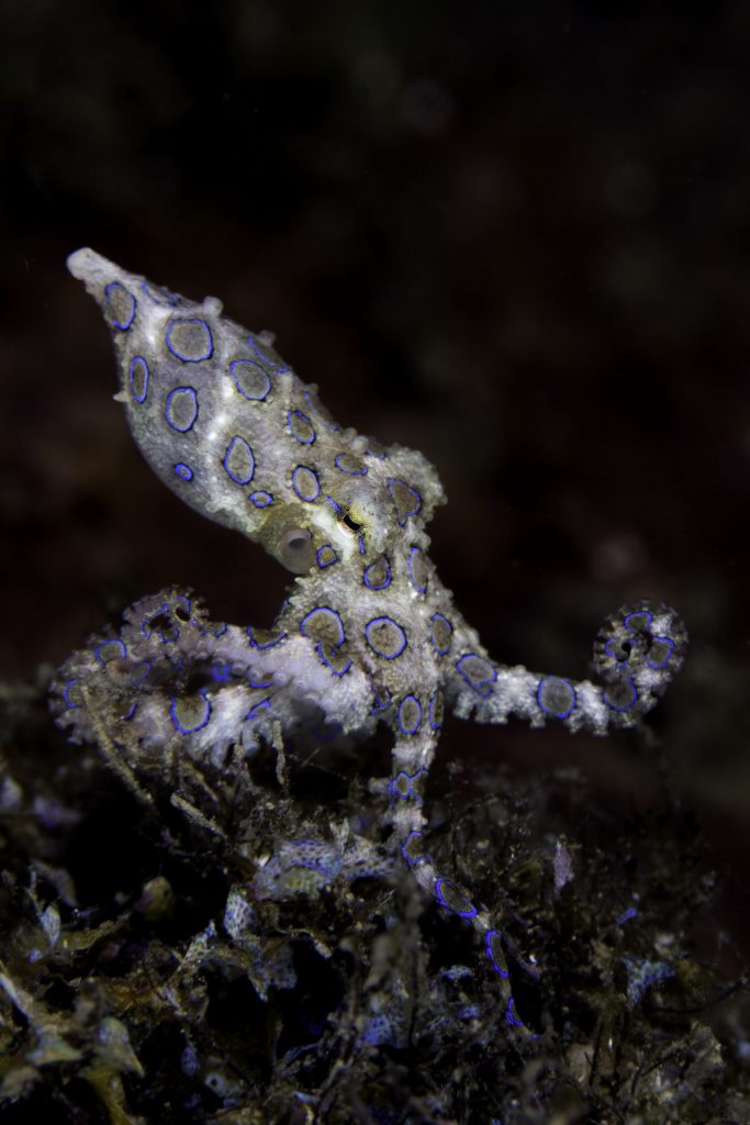 ปลาหมึก, หมึก